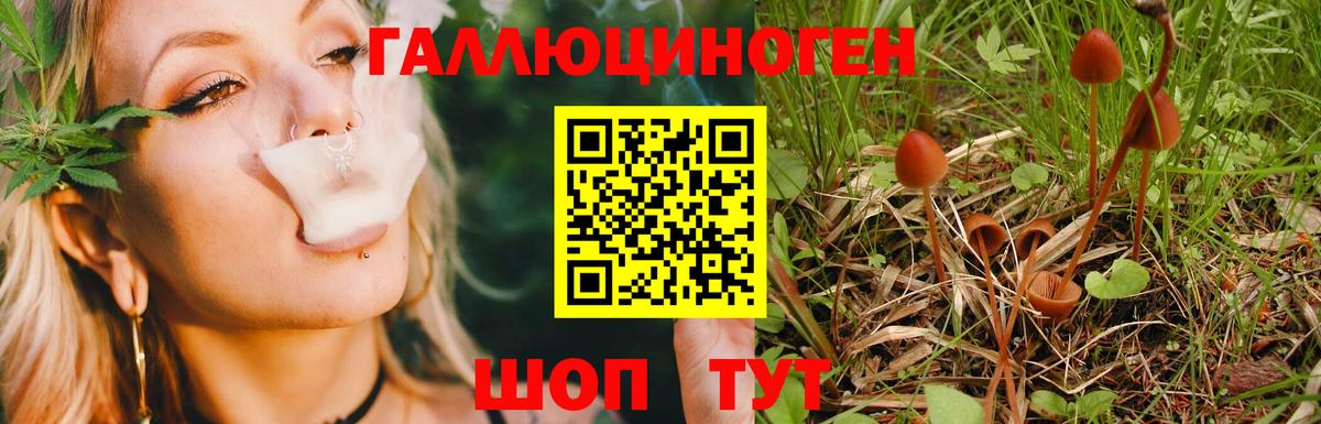 Галлюциногенные грибы Cubensis Нерюнгри